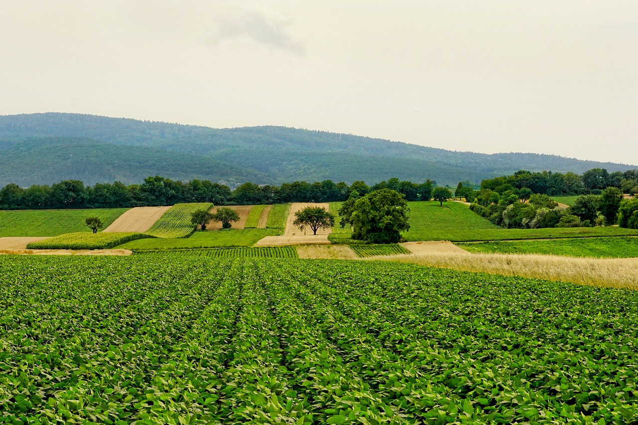 nature, fields, agriculture, landscape, panorama, hill, summer, agriculture, agriculture, agriculture, agriculture, agriculture